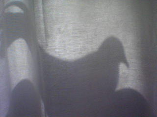 The shadow