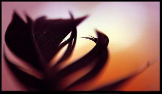 Black Feathers On A Sunset