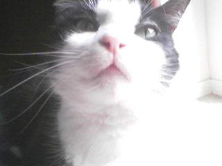 sNIFF sNIFF