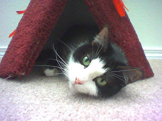 I love my Teepee!