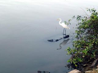 Gar&ccedil;a no Canal de Marapendi / Great egret at Marapendi Chanel