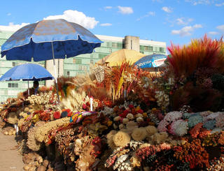 Flores do cerrado / Flowers of the plateau