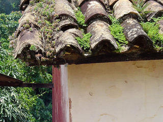 Cajuri