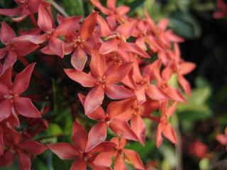 Coming back from market yesterday, I stopped to take a photo of ...