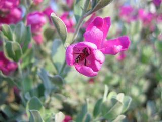 Bee(n) a flower