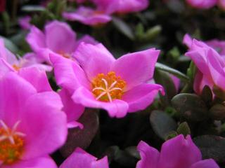 June 13, 2004 - Flower at the Weekend market No. 2