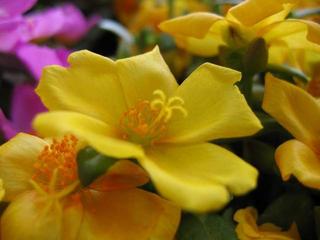 June 13, 2004 - Flower at the Weekend market No. 1