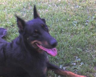 Vista..our beauceron