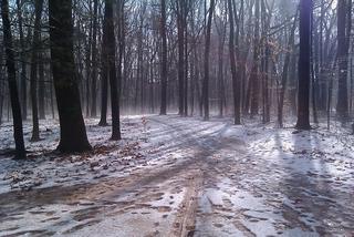 Misty, warm day in Forest Park