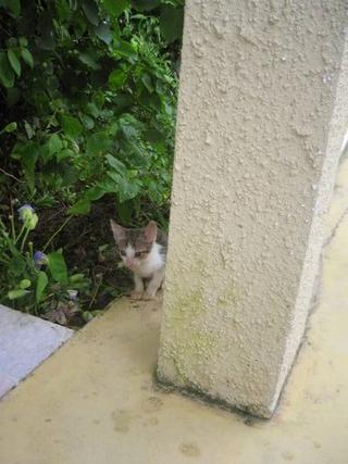 Shy little kitty