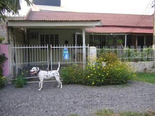 House and Dog