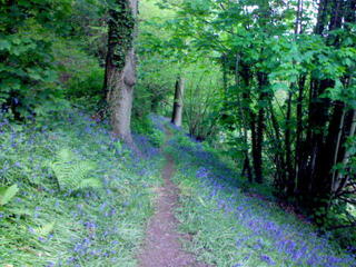 2nd of May: The bluebells in Gliffaes