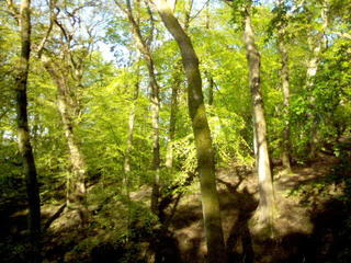 Woods in Conwy