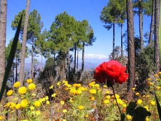 Almora Nov 2005, Days 3 and 4