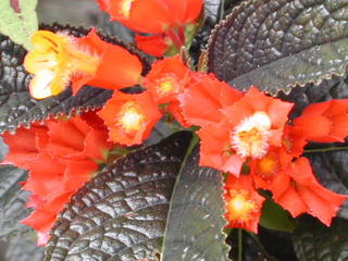 TREASURES FROM MOM'S GARDEN--Part 2