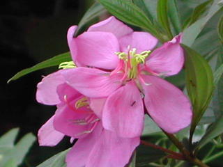 TREASURES FROM MOM'S GARDEN--Part 2