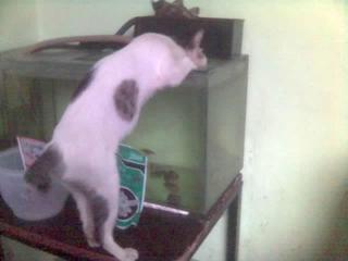 maling ikan