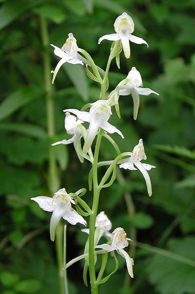 Lesser Butterfly orchid