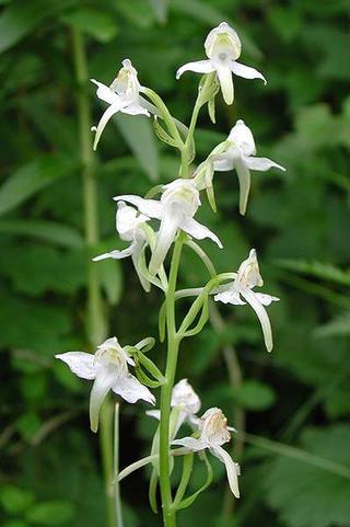 Lesser Butterfly orchid