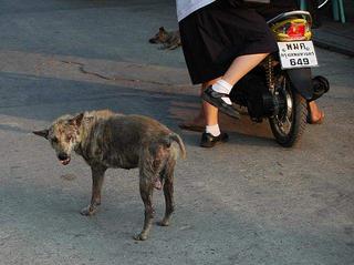 Threelegged dog