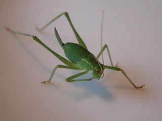 Grasshopper