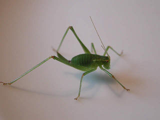 Grasshopper