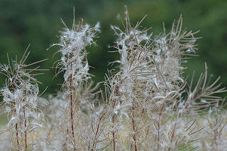 Epilobium Angustifolium