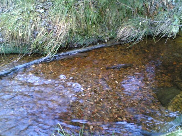 Fishes! In the middle of the forest