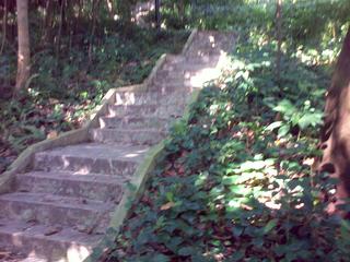Up to the Treetop Walk