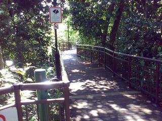 Treetop