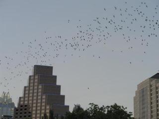 World's Largest Urban Bat Colony Part 2