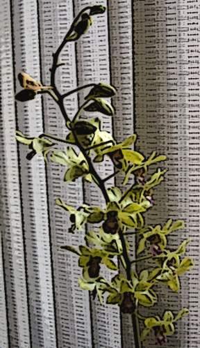 Orchids by the Window