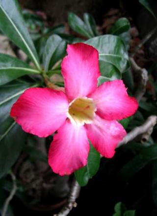 Kalachuchi
