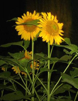Moon-Flowers?
