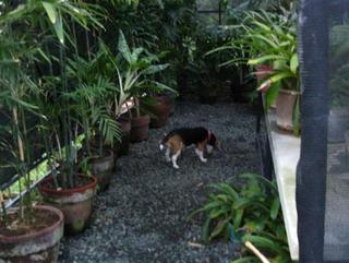 who let the dog in? who, who, who???