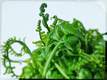 pako, fiddlehead fern