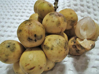 Lanzones