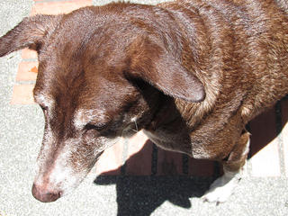 the Dog Days of Summer