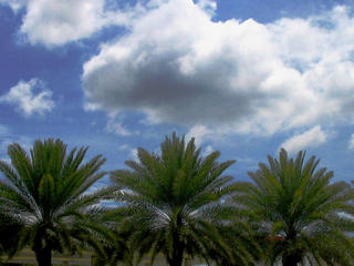 Palm Trees on a Balmy Day