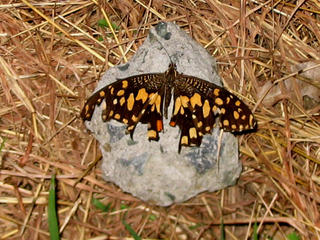 Goodbye, Butterfly