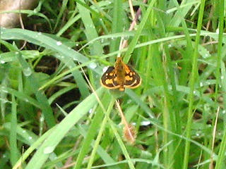 Mini Moth