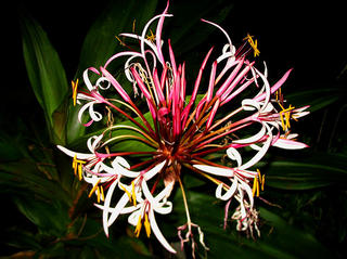 Lilies of the Night