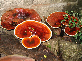 Fungi-gantic!