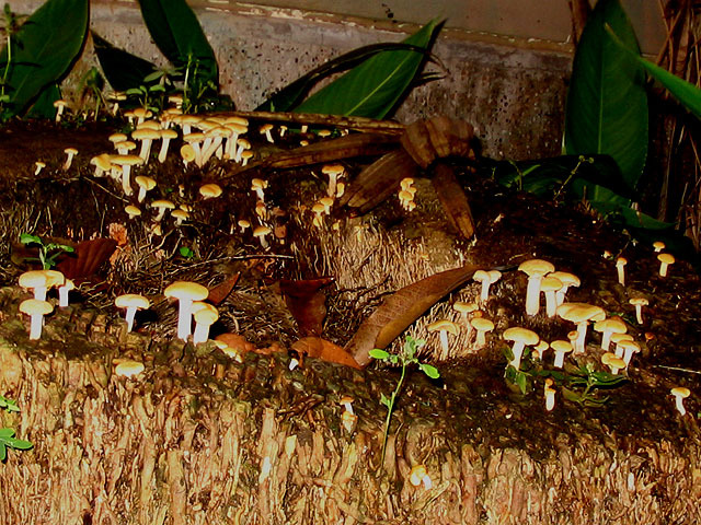 Toadstool Town