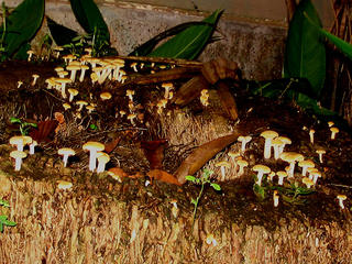 Toadstool Town