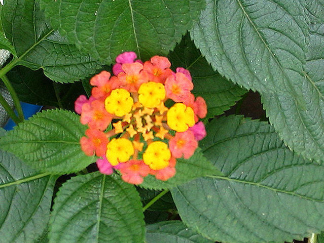 La Fleur de Tricouleur