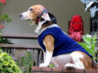 Gargoyle