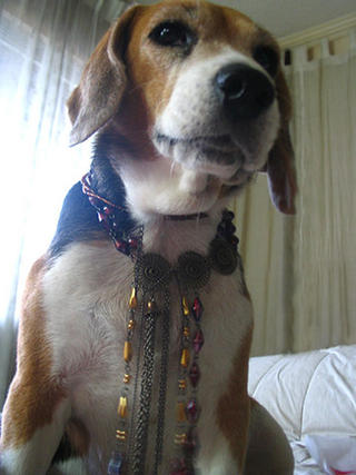 Beads for the Beagle