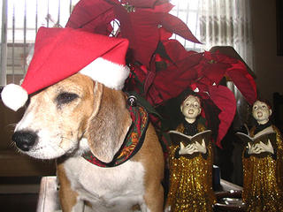 BARK! The Herald Angels Sing ...
