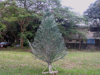 lonely Christmas tree